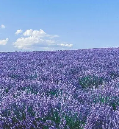 Download: The Field Guide to Modern Travel Marketing