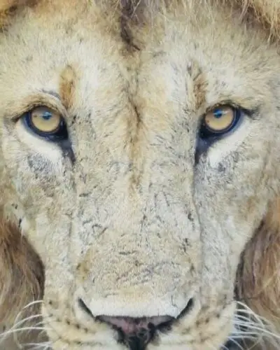 Download: The Emotional Expedition: A Workbook for Transformative Travel Marketing